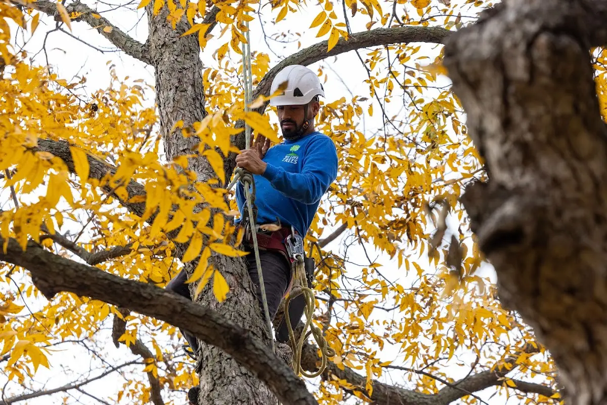 Skilled Tree Planting crew working in Monroe